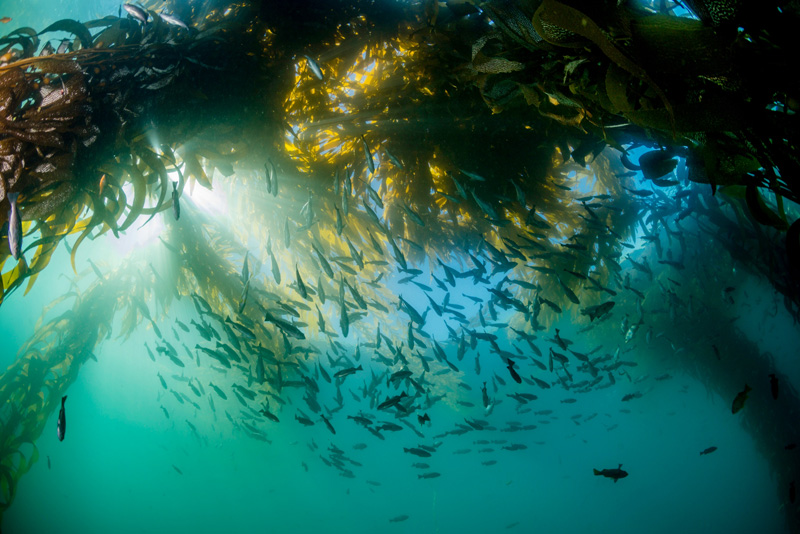 Kelp Forest off of Monastery Beach taken with an MPA. ©Monterey Bay Aquarium, photo by Patrick Webster