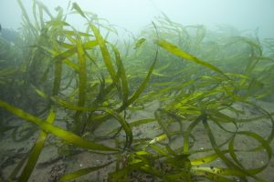 San Francisco Bay Seagrass Restoration