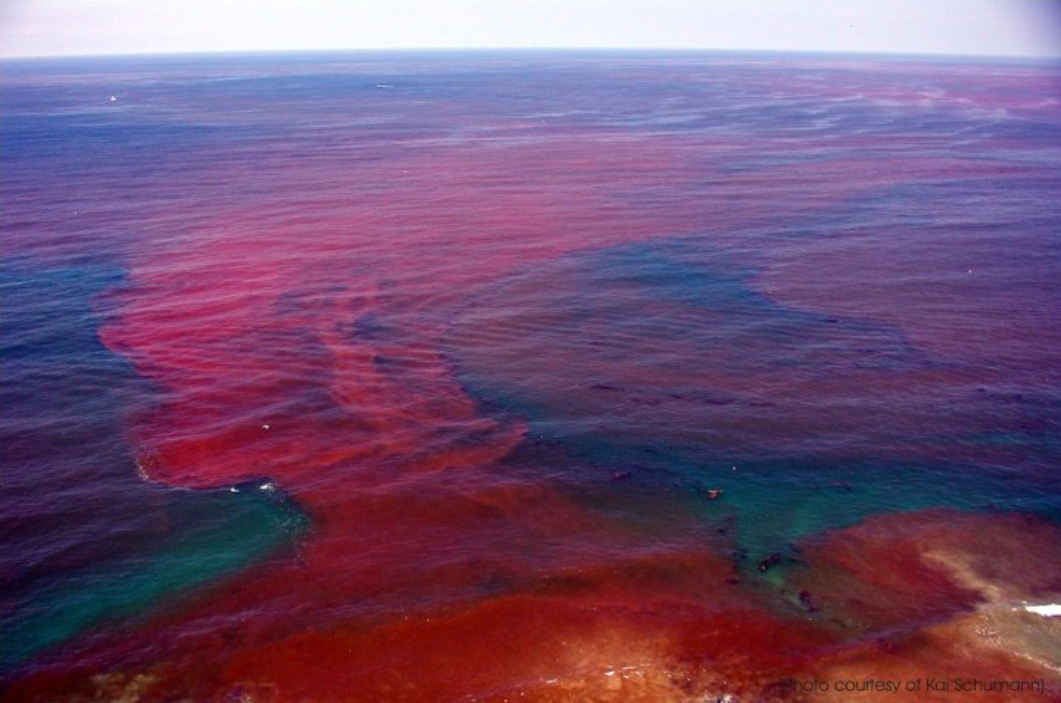 Harmful Algal Blooms