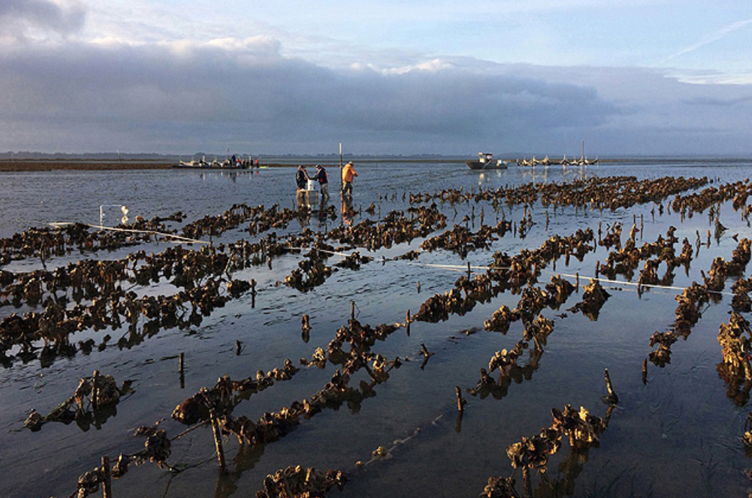 Ocean Acidification & Hypoxia